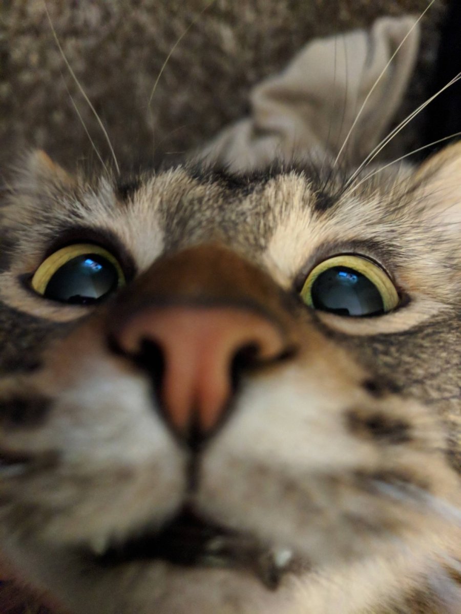 Котэ удивление