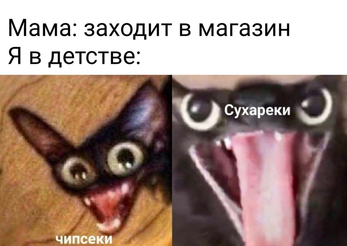 Удивленный кот