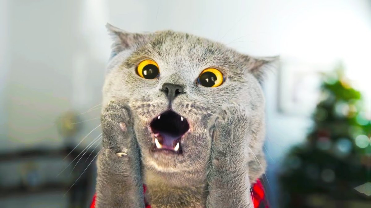 Рыжий котёнок