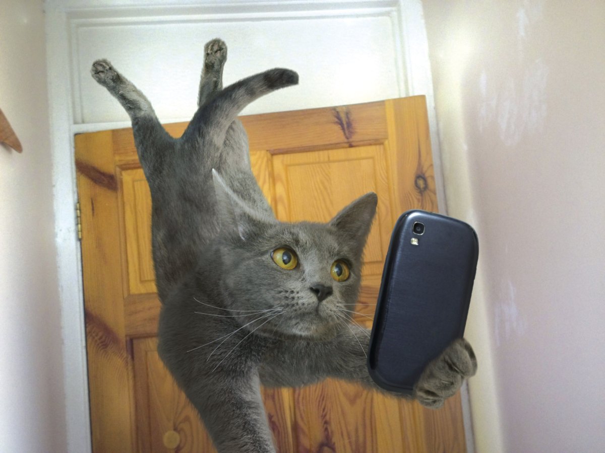 Перепуганный кот