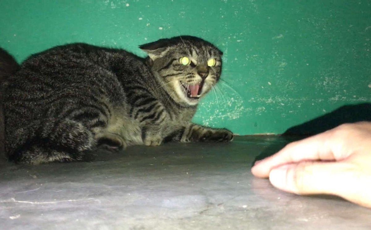 Черный кот Мем