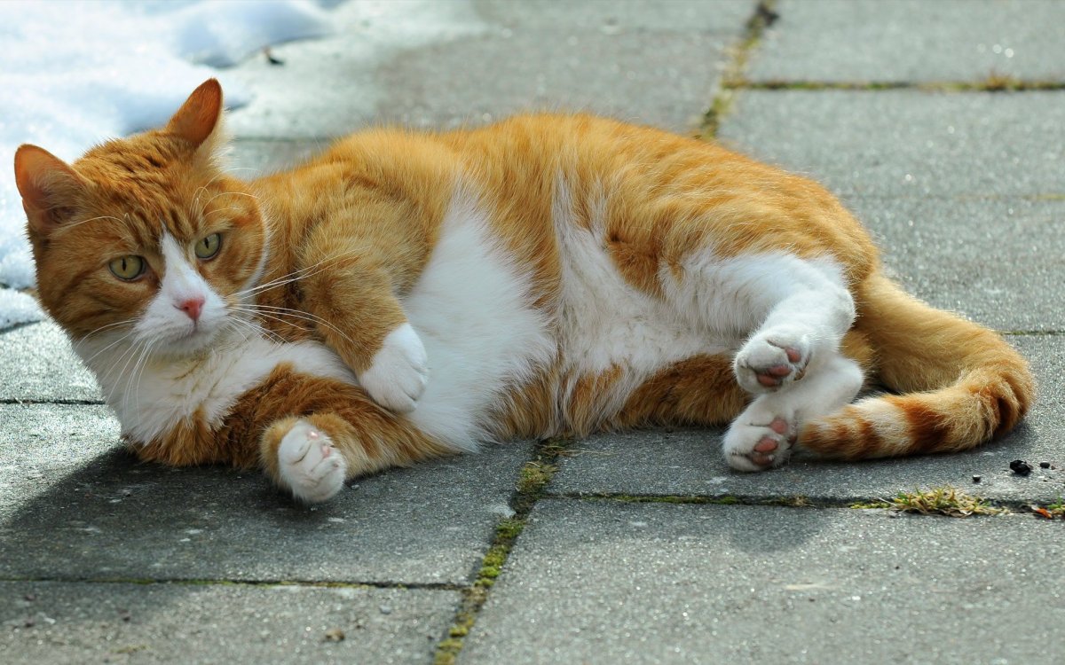 Милые котики рыжий и белый