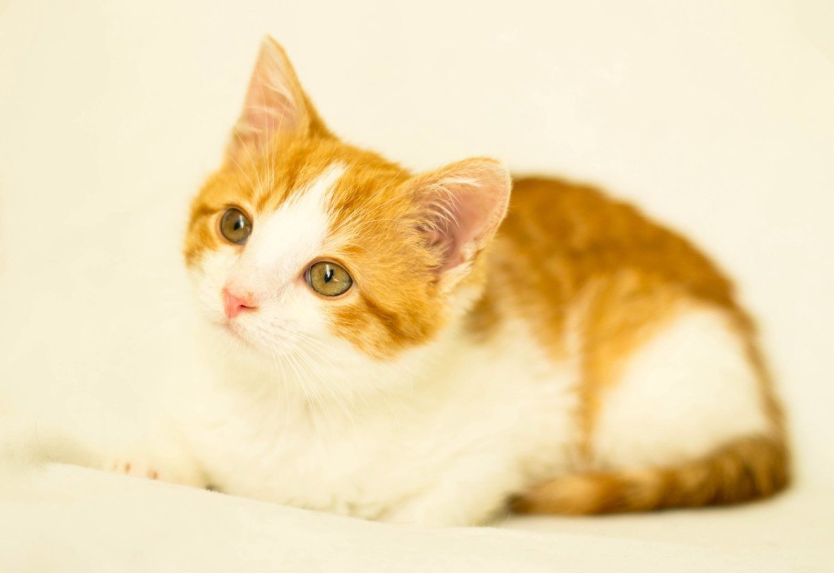 Рыже белый котенок