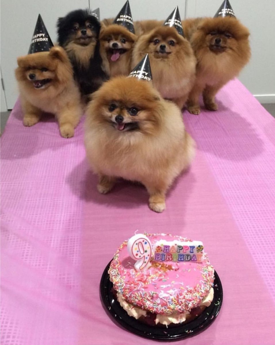 Самый пушистый шпиц