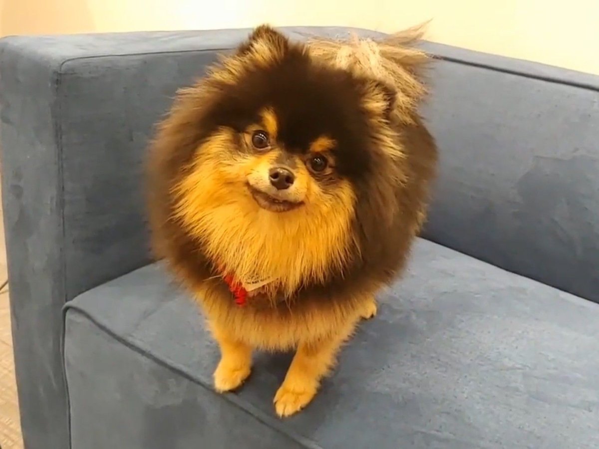 Шпиц Эстетика