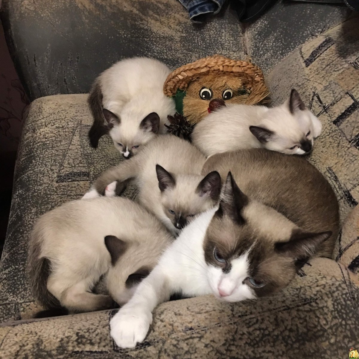 Тайская кошка Сноу Шу