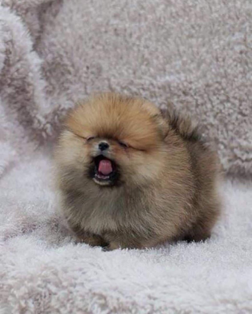 Смешные стрижки шпицев