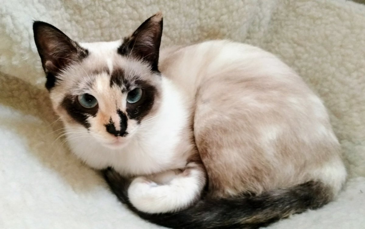 Кошка похожая на Сноу Шу но пушистая