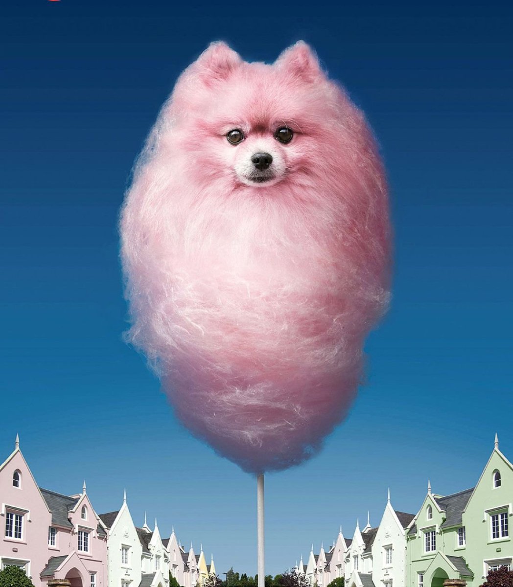 Померанский шпиц лохматый