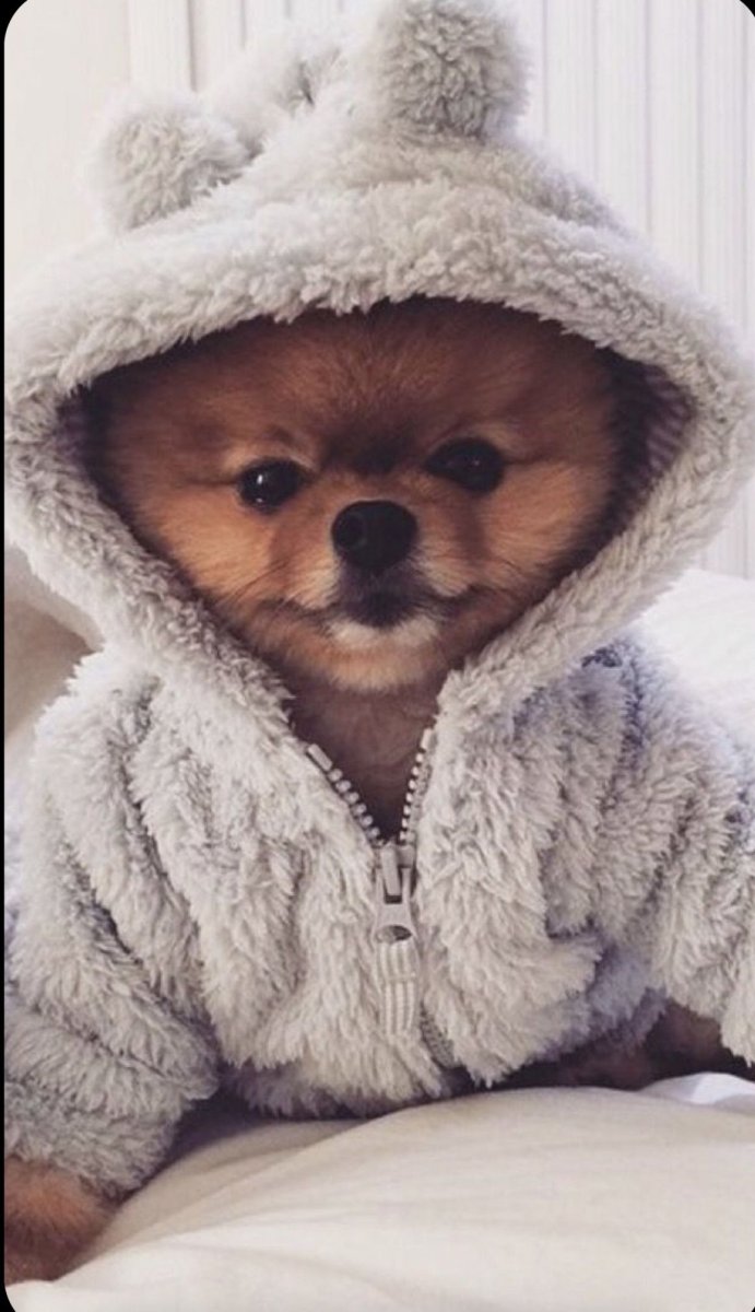 Померанский шпиц японский шпиц и самоед