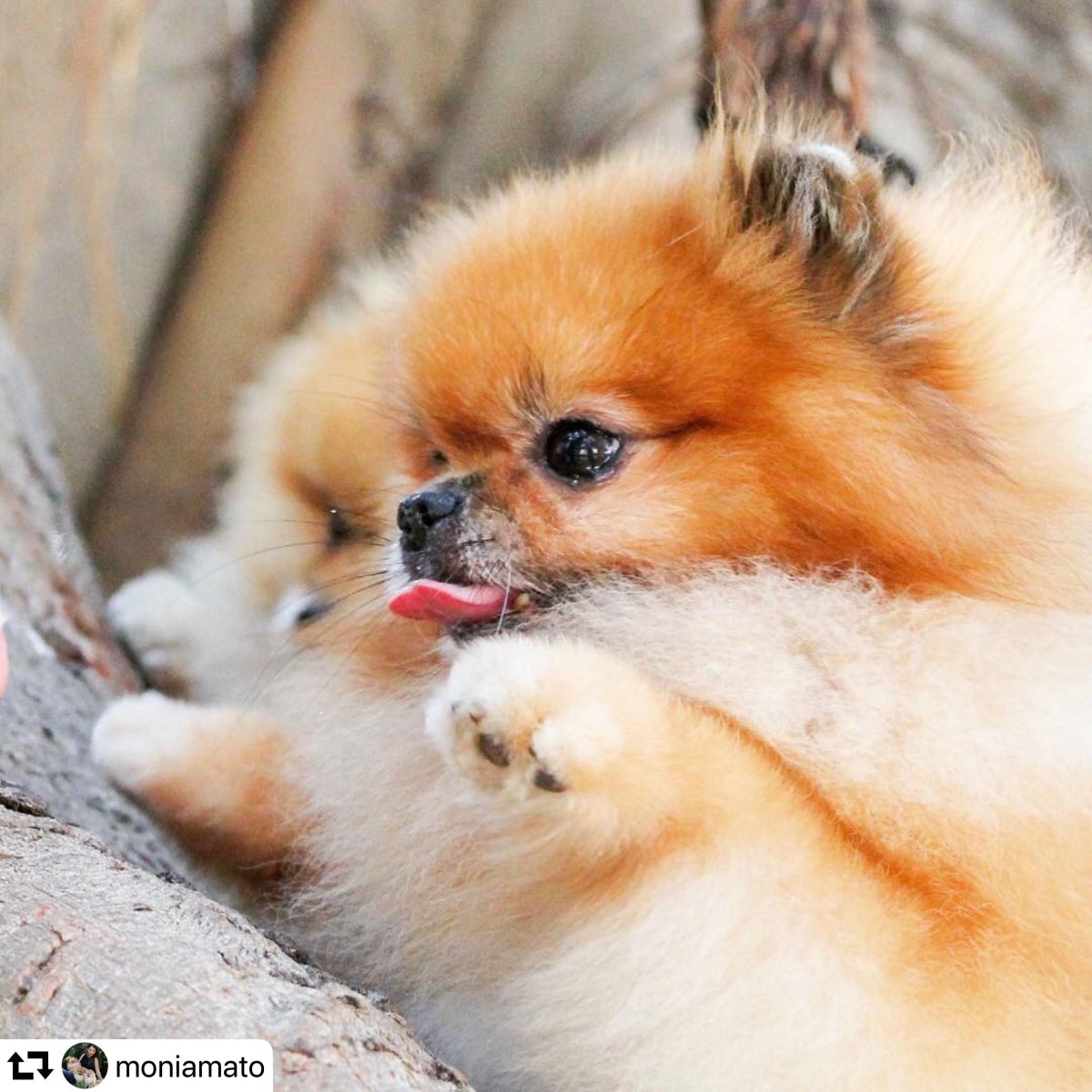 С днем рождения шпиц