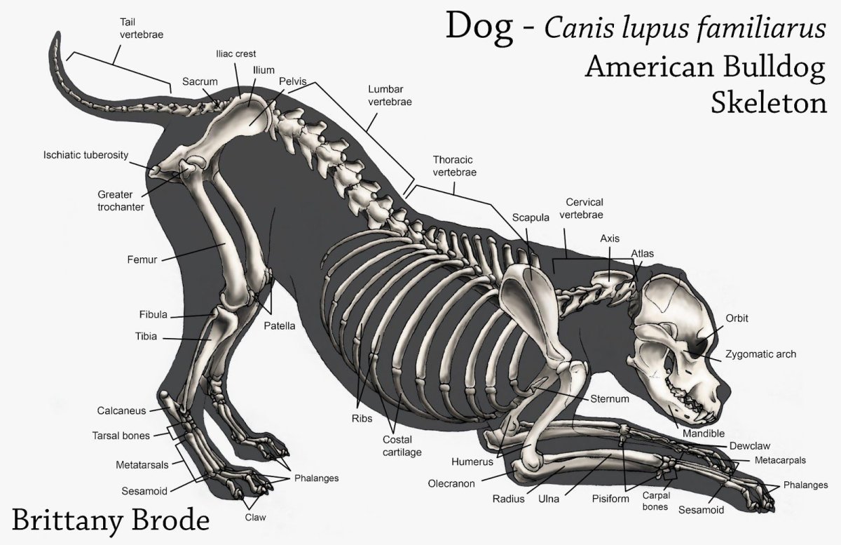 Позвоночник собаки
