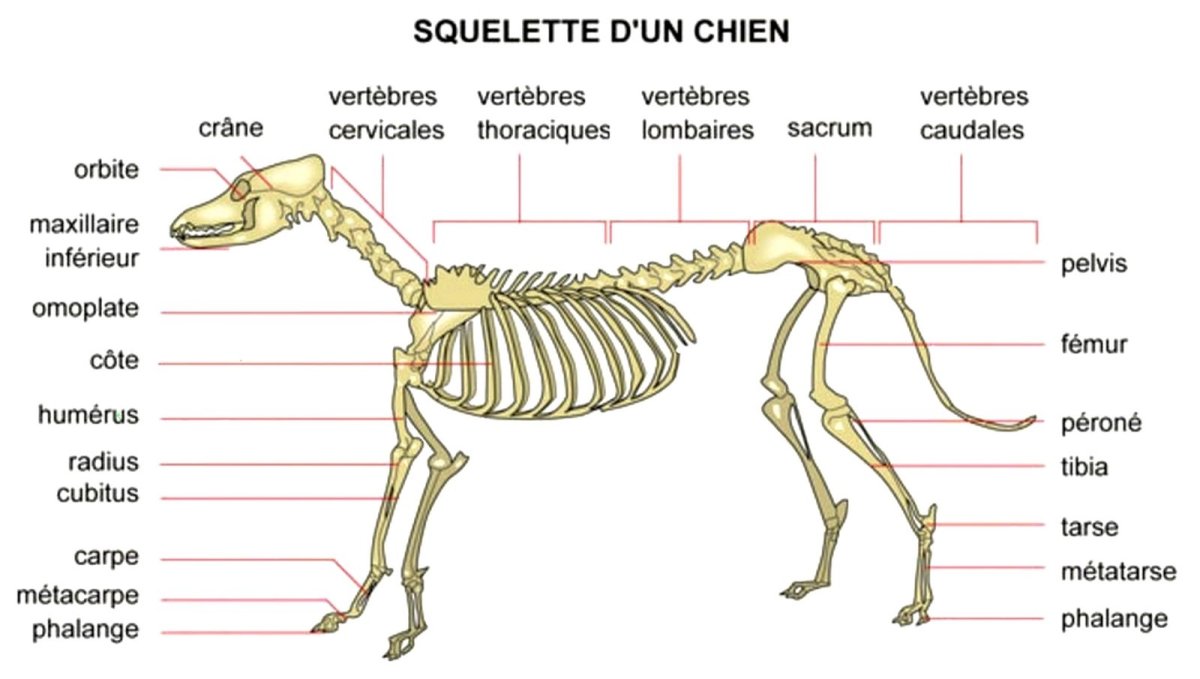 Если у животного имеется отдел скелета. Скелет собаки анатомия. Скелет собаки с подписями. Скелет CJ,frnb. Скелет кошки с подписями.
