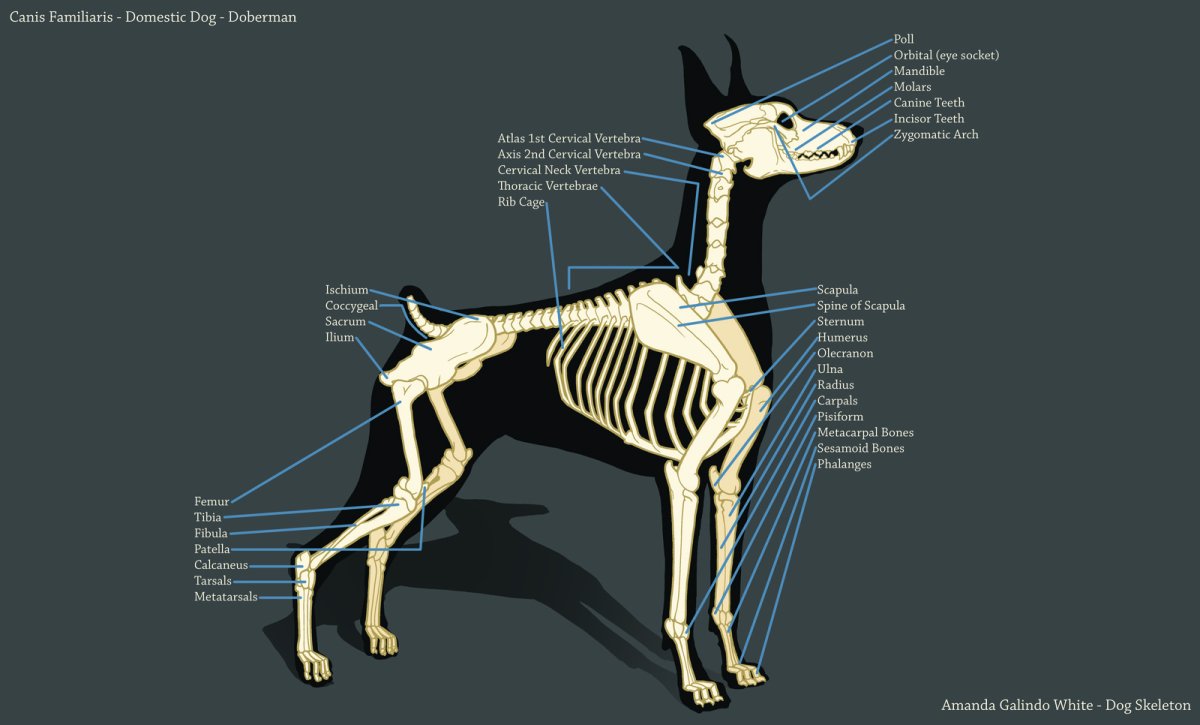 Опорно двигательная система скелет собаки