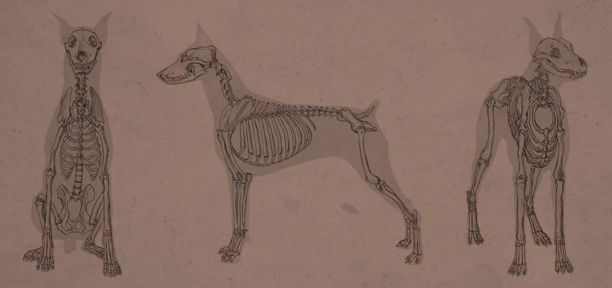 Скелет псины