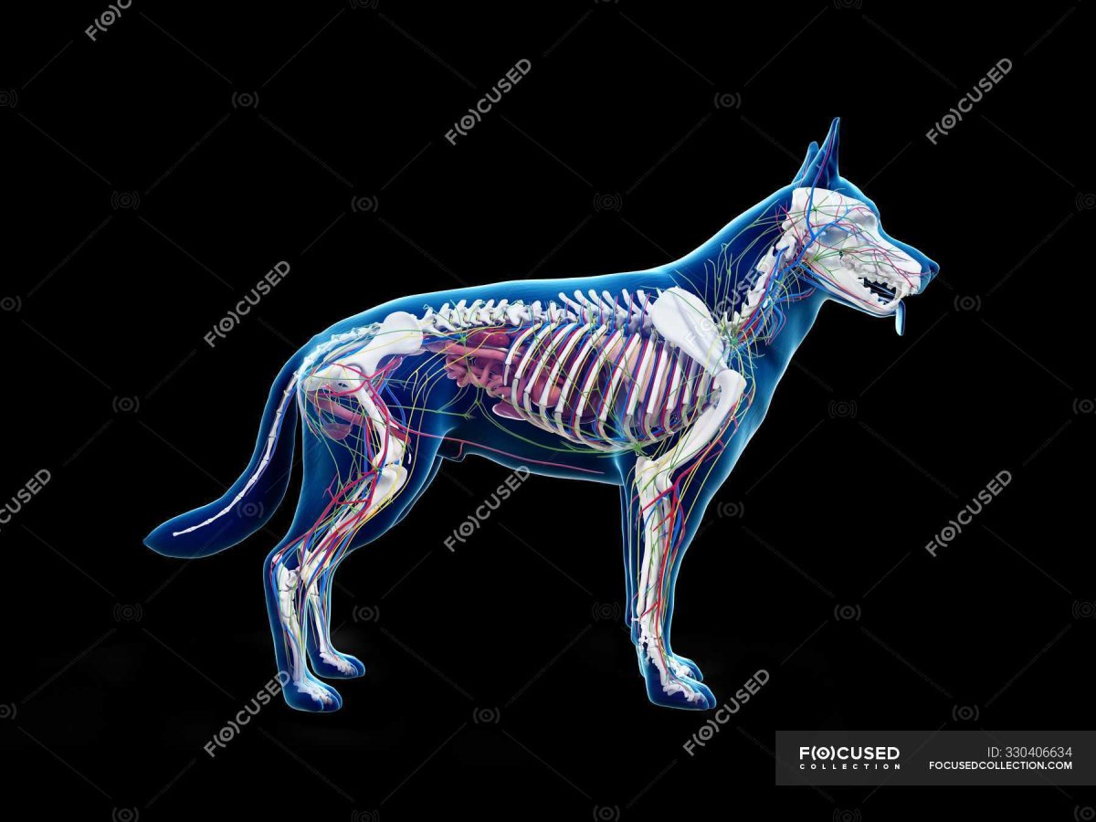 Скелет Джек Рассела