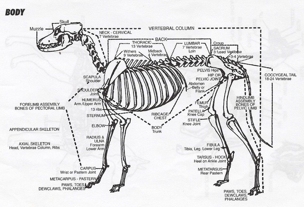 Строение скелета добермана