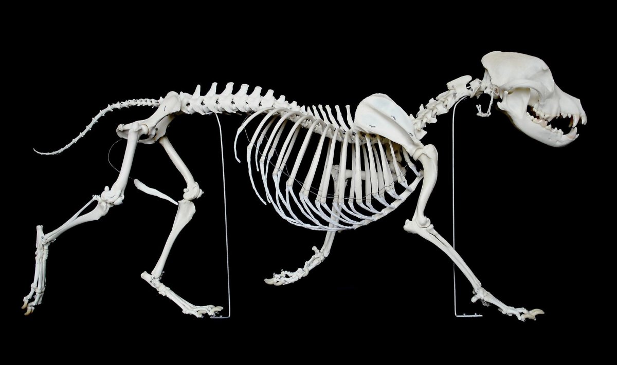 Скелет большой собаки