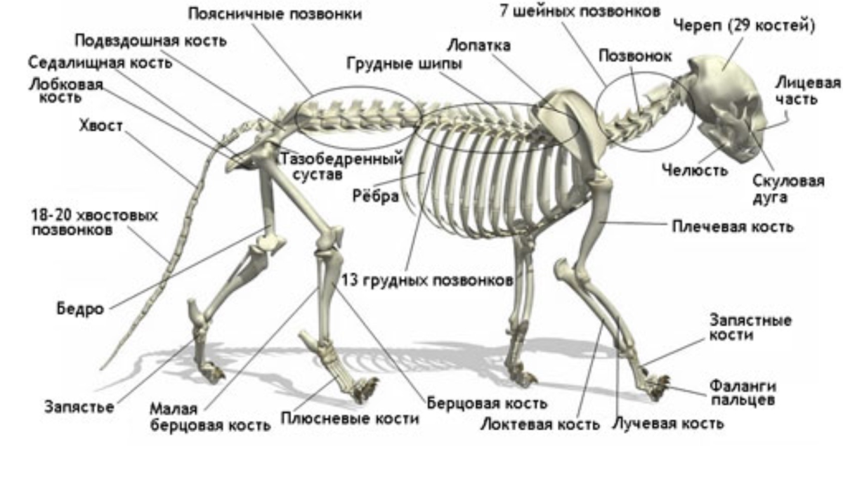 Скелет сумчатых