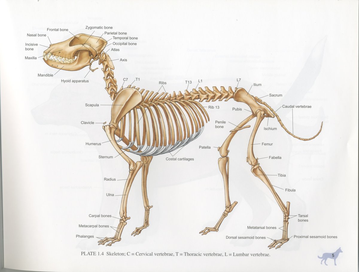 Скелет собаки лайки