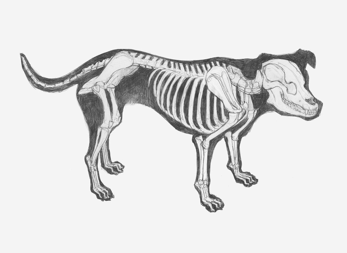 Осевой скелет лошади