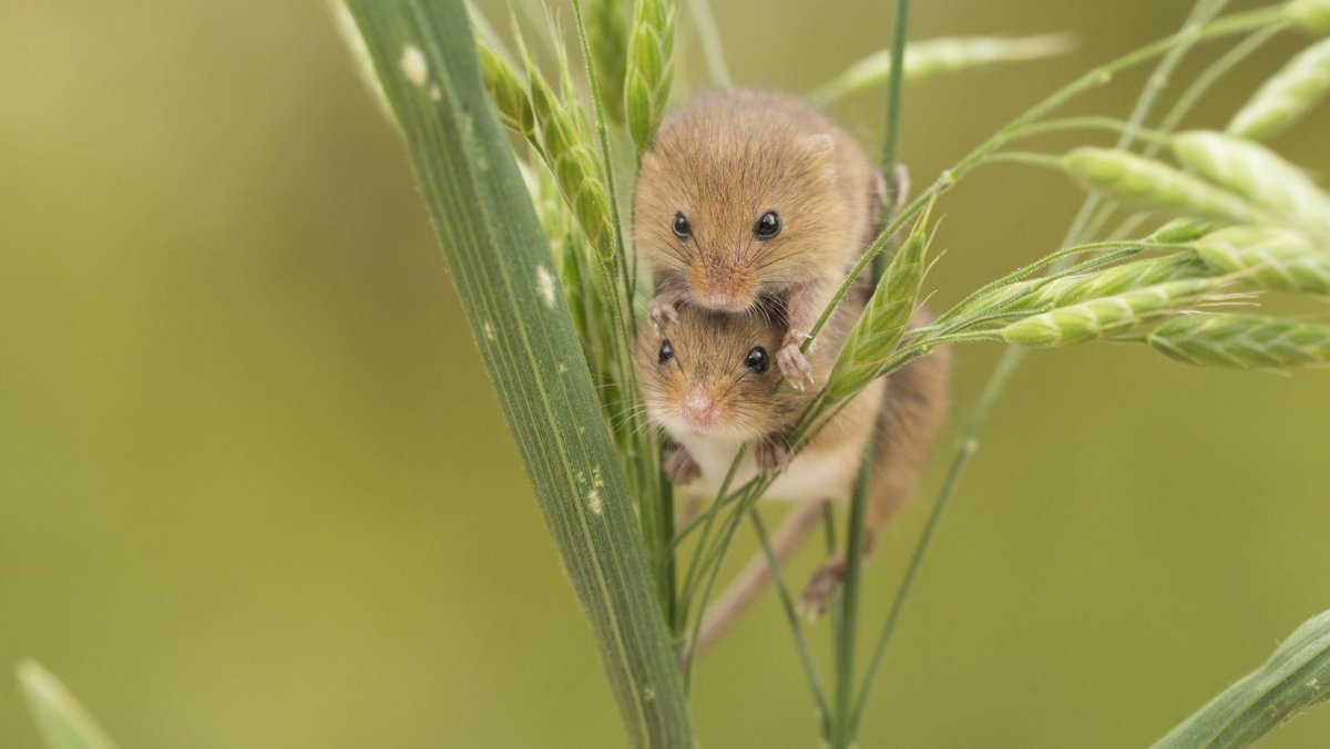 Мышь полевка и хомяки
