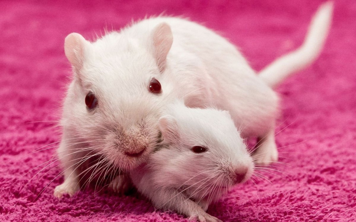 Розовый хомяк