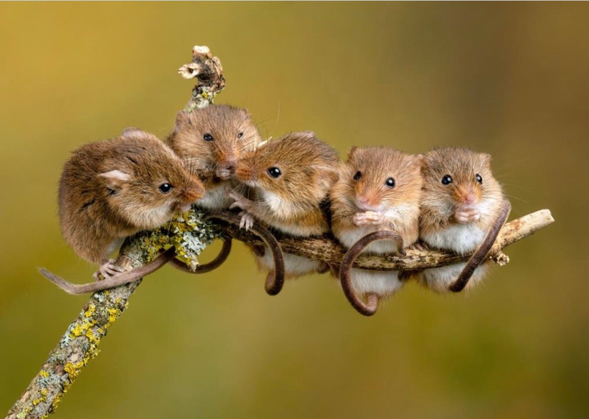 Орешниковая Соня гнездо