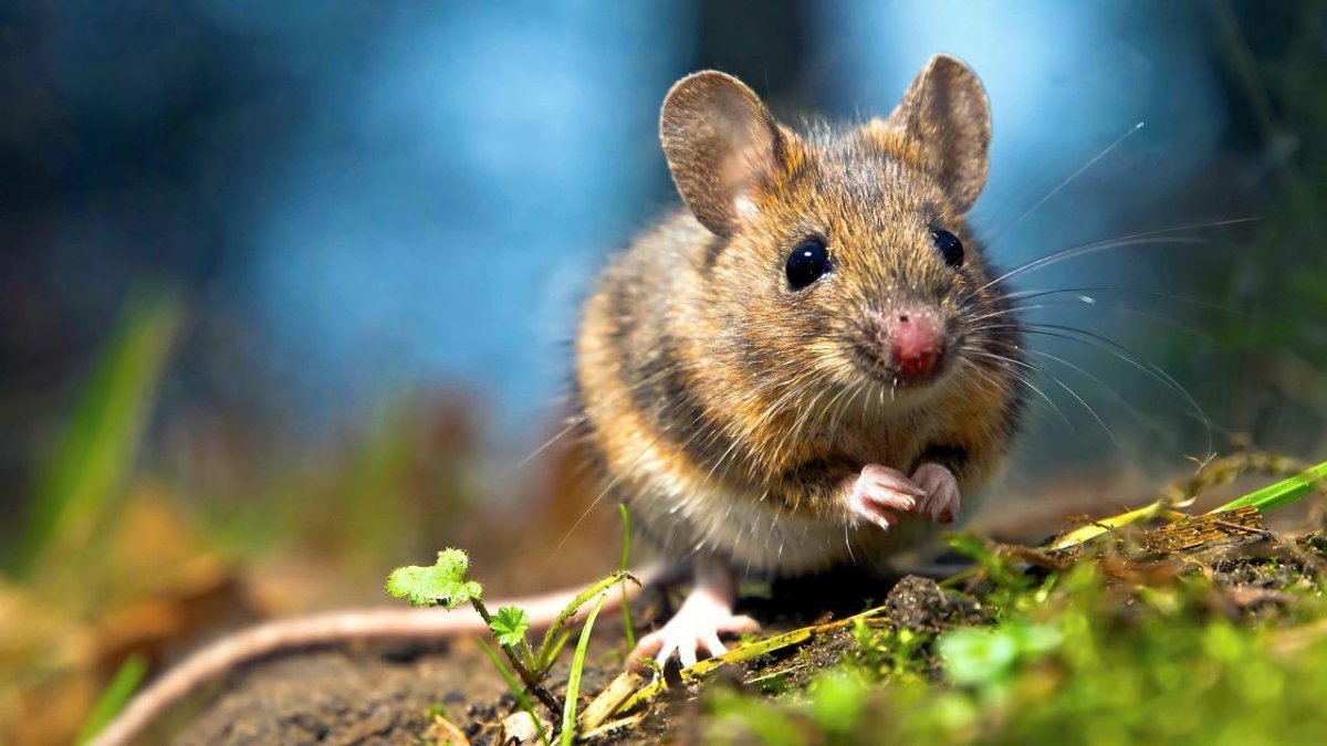 Воздвижение мыши с полей возвращаются