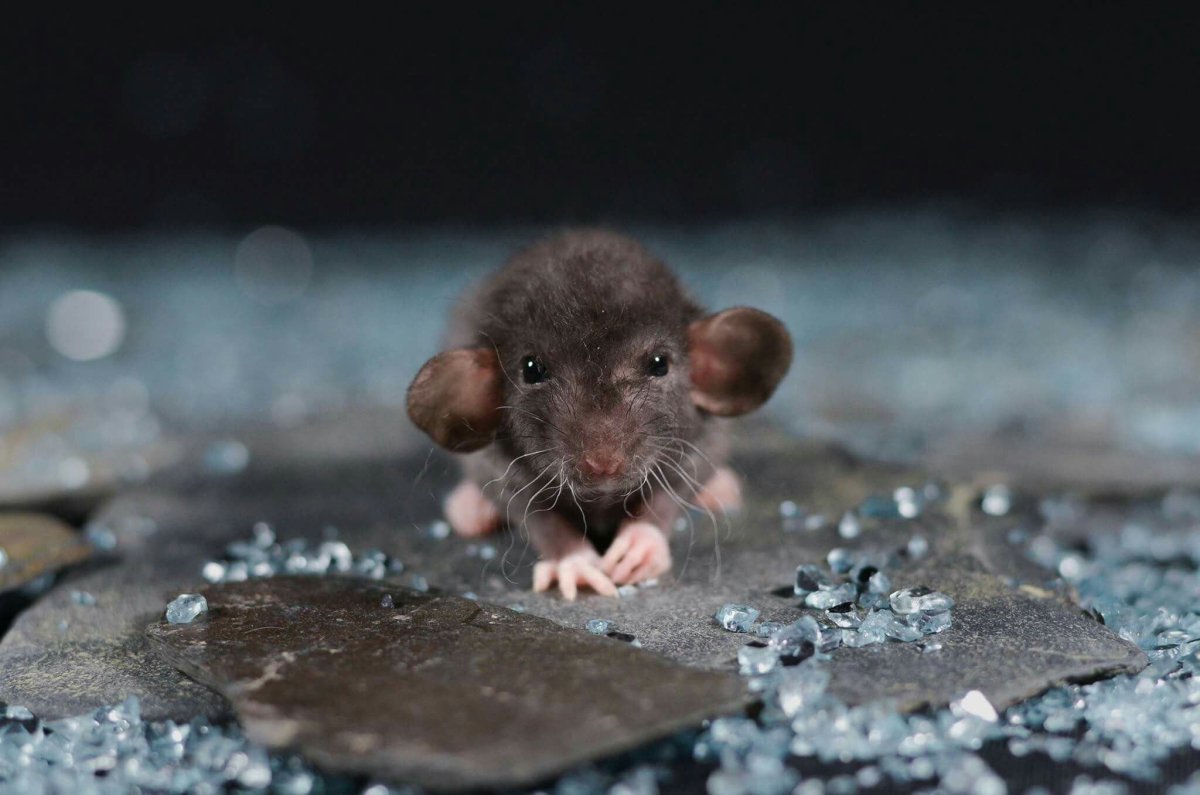 Мокрая крыса Дамбо