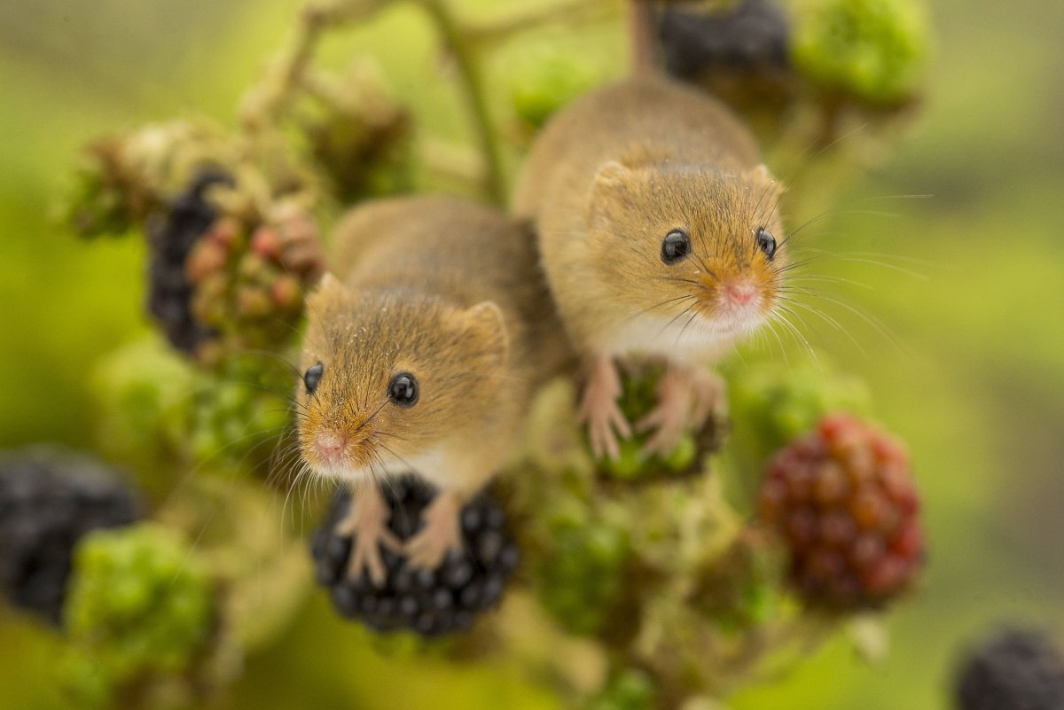 Орешниковая Соня с орехом