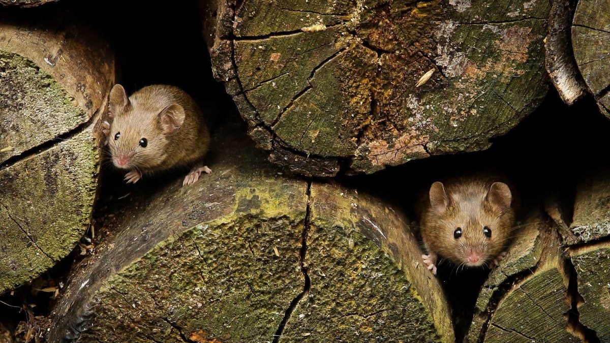 Лазающий мышонок