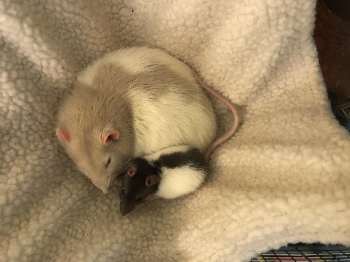 Самые милые крысы