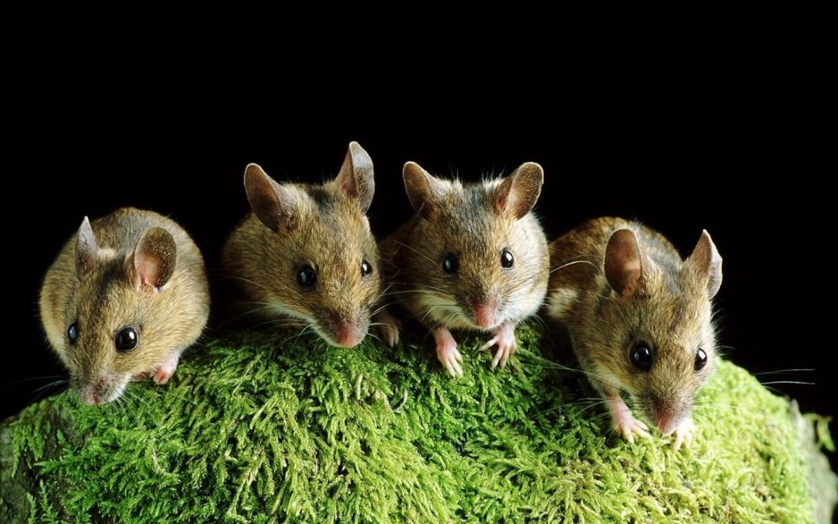Мышь с мышатами