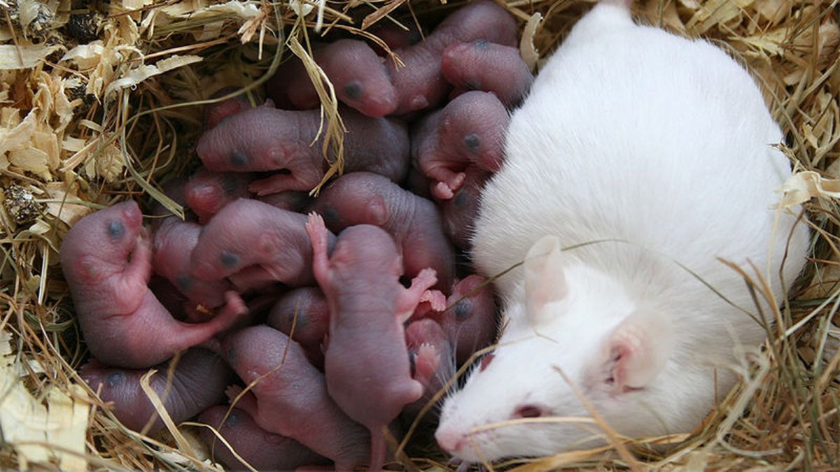 Детеныш мыши