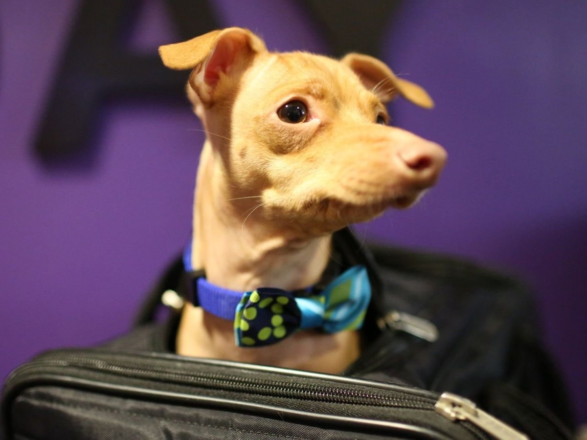 Чивини Туна