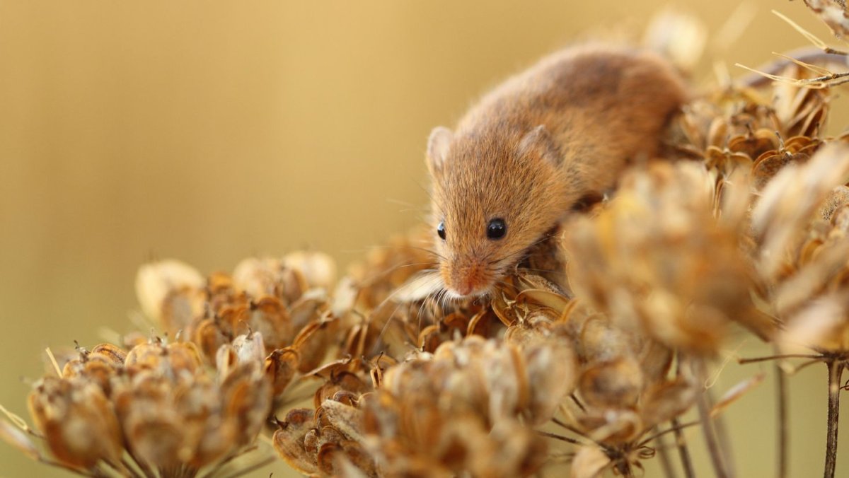Рыжая мышь полевка