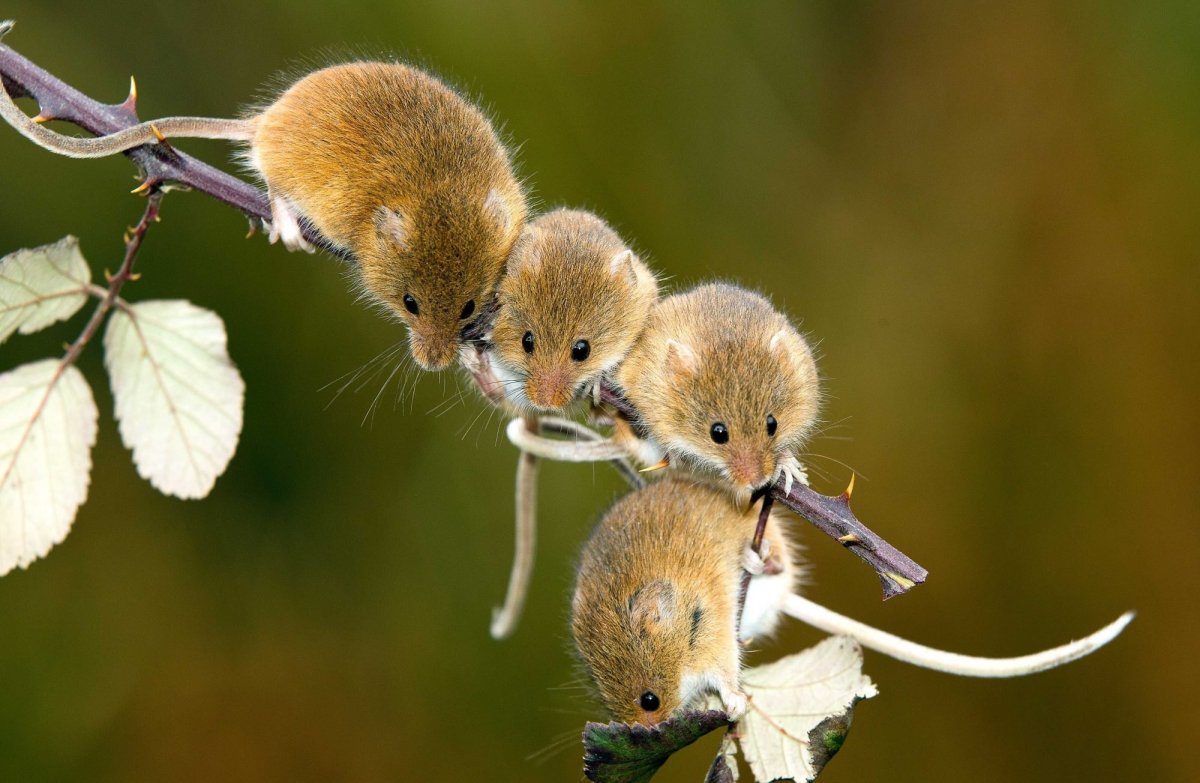 Орешниковая Соня гнездо