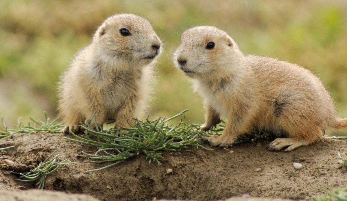 Сурок Байбак детеныш