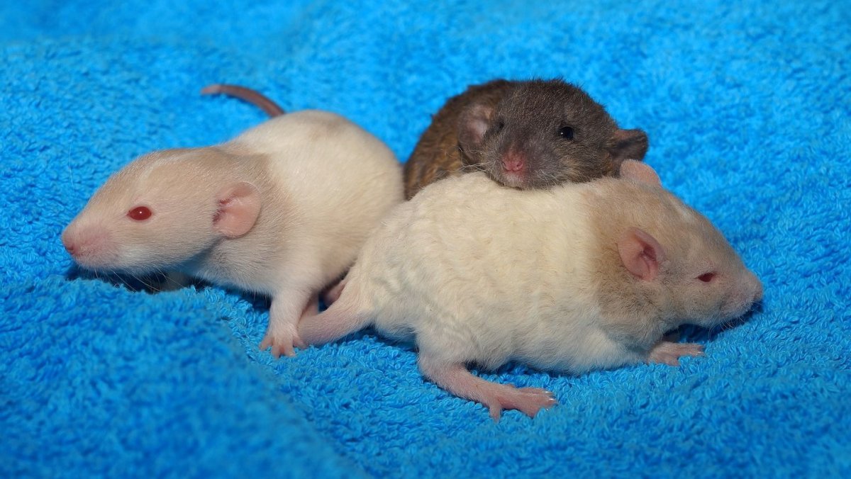 Крысята Манкс