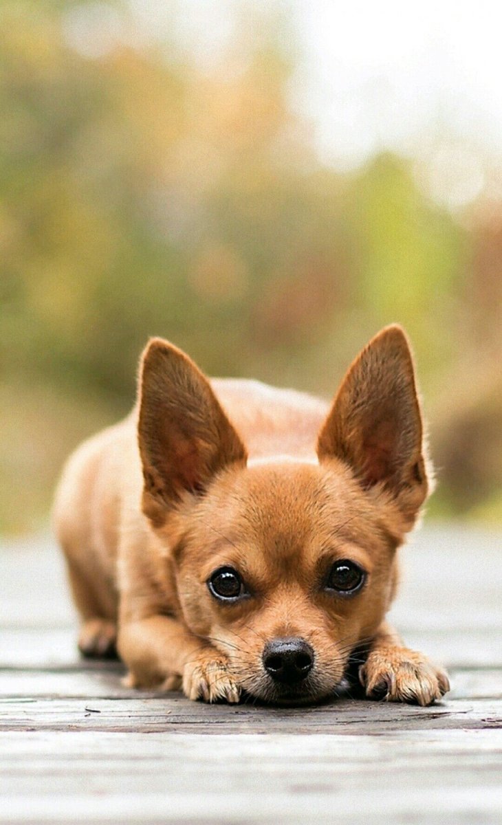 Чихуахуа Паппи