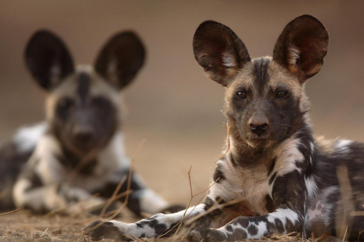 Африканская гиеновая собака