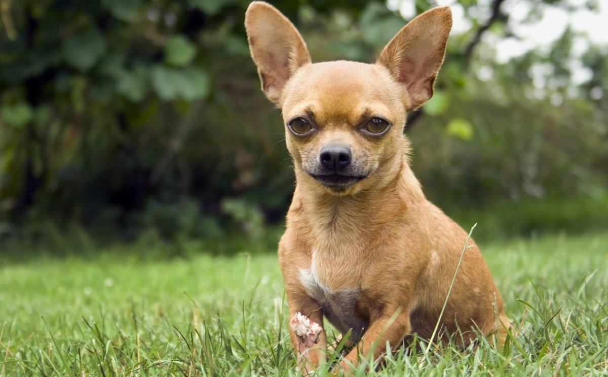 Порода собак чихуахуа