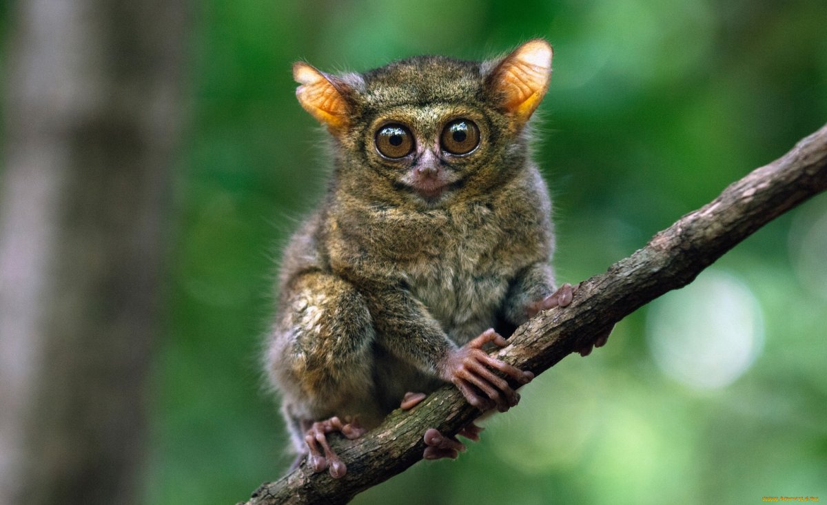 Суматранский долгопят