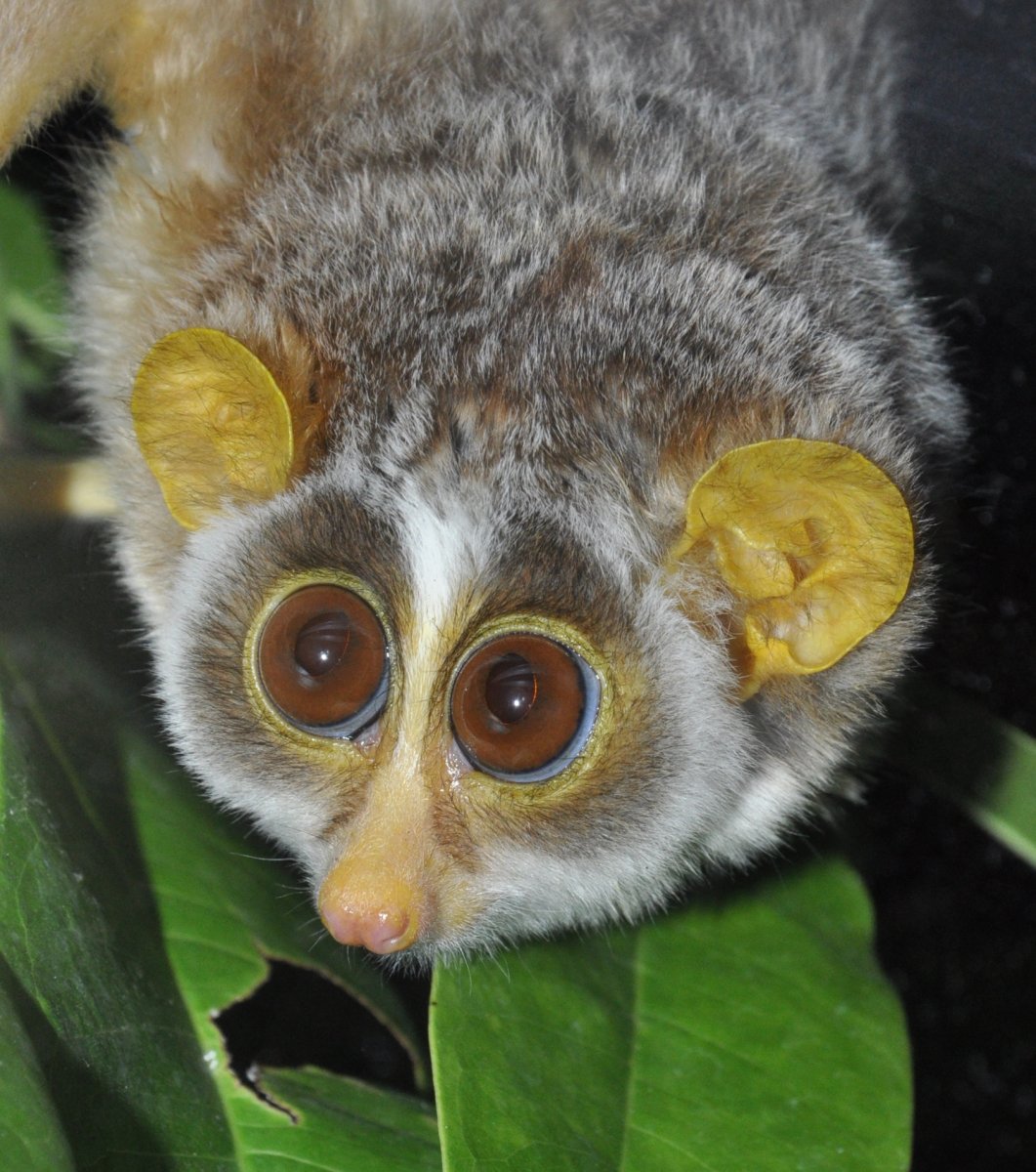 Лемур Киев родился