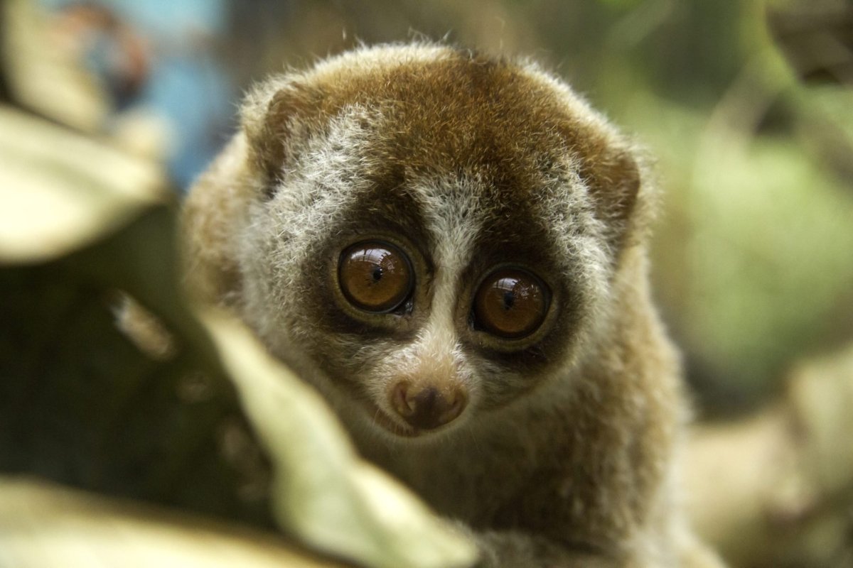 Полуобезьяна долгопят