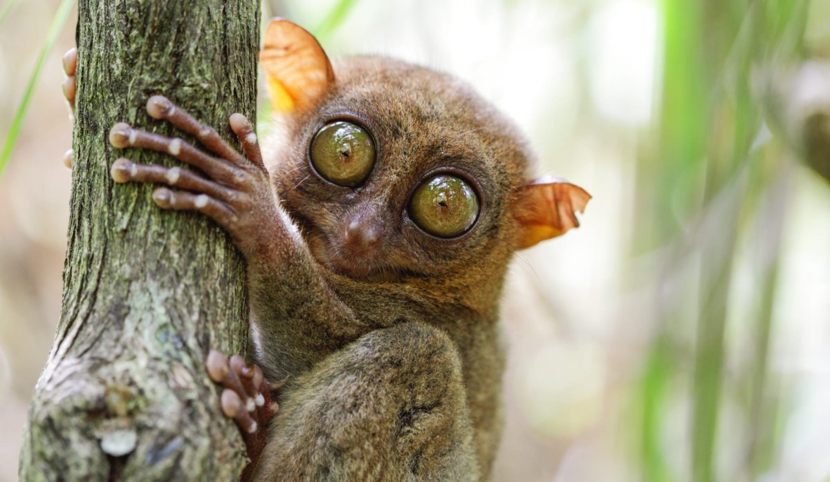 Смешные Совы