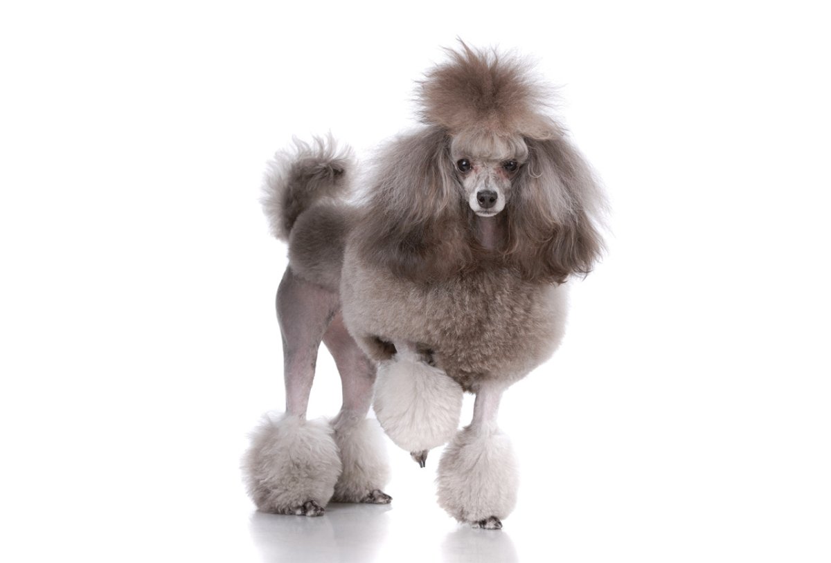 Стрижка той пуделя