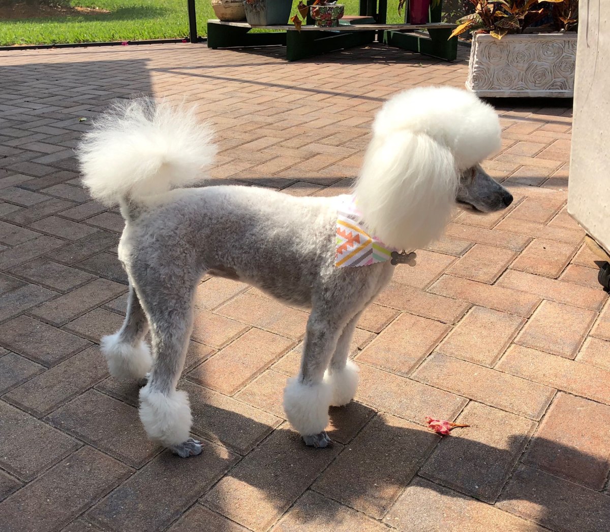 Королевский пудель