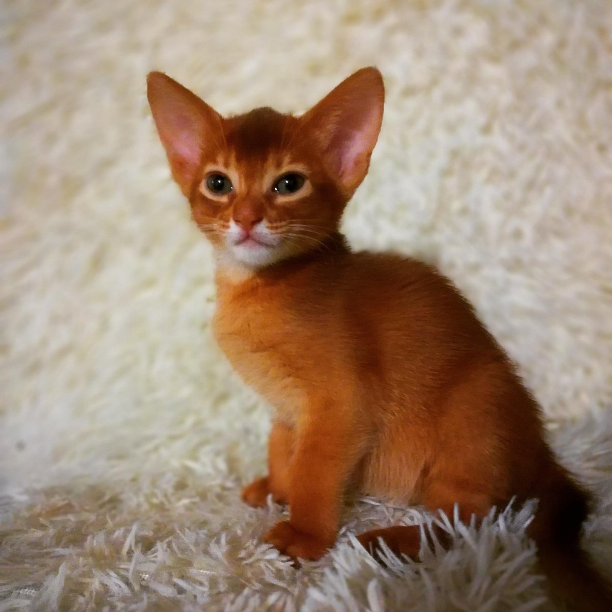 Абиссинская кошка Сорель